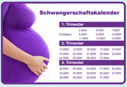 Gewichtszunahme Schwangerschaft 1. Trimester